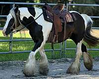 blue-eyed-gypsy-vanner-horse