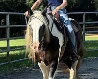 breeding-gypsy-vanner-horse