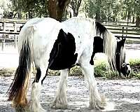 draft-gypsy-vanner-horse