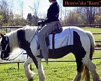 parade-gypsy-vanner-horse