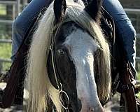 trail-gypsy-vanner-horse