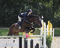 hunter-jumper-thoroughbred-horse