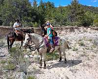 barrels-appaloosa-pony