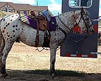 poles-appaloosa-pony