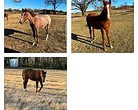 aqpa-quarter-horse-yearling