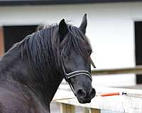 black-friesian-gelding