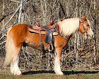 all-around-haflinger-horse