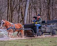 ability-haflinger-horse