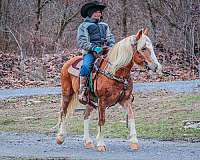 back-up-haflinger-horse