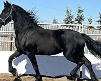 black-fhana-horse