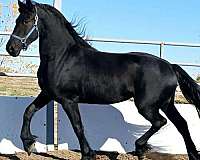 black-friesian-mare