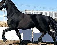 black-fhana-mare