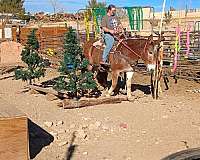 barrels-draft-horse