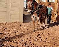 poles-draft-horse