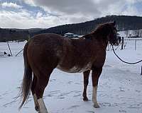 all-around-appaloosa-horse