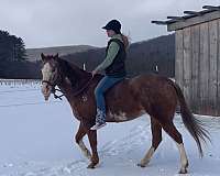 project-appaloosa-horse