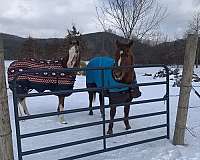 rescue-appaloosa-horse