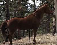 beginner-quarter-horse