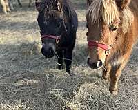 halter-trained-female