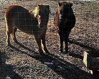 miniature-pony-male