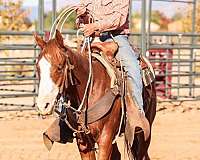 harnessaqha-quarter-horse