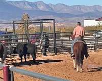 harnessaqha-horse