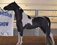 cutting-show-miniature-horse