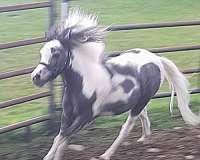 top-pedigree-miniature-horse