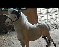 registered-miniature-stallion