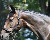 dark-bay-dutch-warmblood-horse