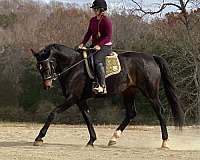 breeding-program-dutch-warmblood-horse