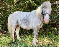 beginner-miniature-pony