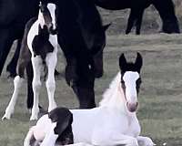 wide-white-blaze-horse