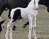 tobiano-wide-white-blaze-horse