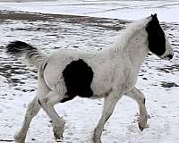 cross-friesian-horse