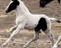 driving-friesian-horse