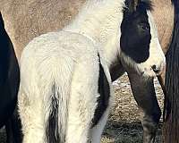 eventing-friesian-horse