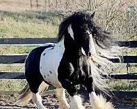 sport-friesian-horse