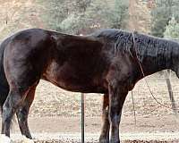 quarter-horse