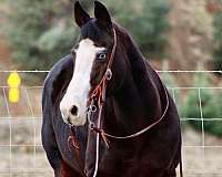 ranch-work-quarter-horse