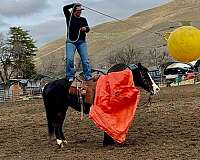 trail-quarter-horse