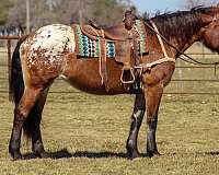 quarter-horse