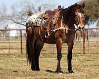 ranch-work-quarter-horse