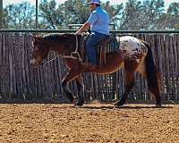 family-horse-quarter