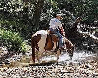 sorrel-tobiano-pattern-horse