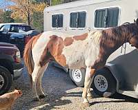 tobiano-pattern-horse