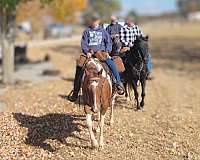 trail-trail-riding-quarter-horse