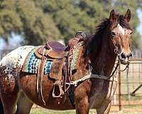 started-heeling-gelding