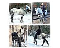 grey-gorgeous-dapple-grey-horse