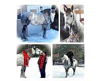 all-around-percheron-horse